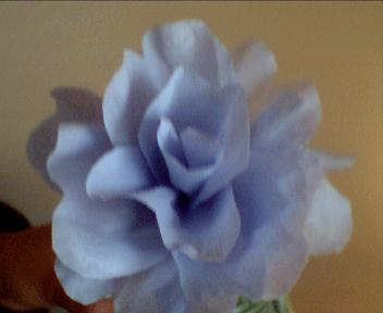 Blue Crepe Flower