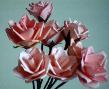 Pink Paper Roses