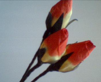 Shaded Rosebuds