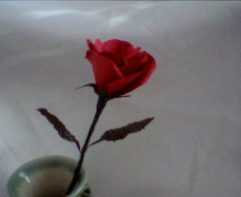 Red Rose 