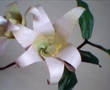 White Lily