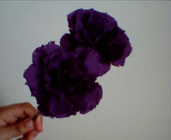 Purple Carnations