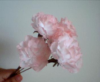 Shaded Carnations