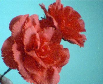 Red Carnations