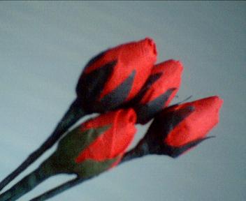 Red Rose Buds